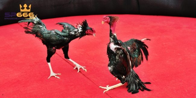 Đá Gà Trực Tiếp C1