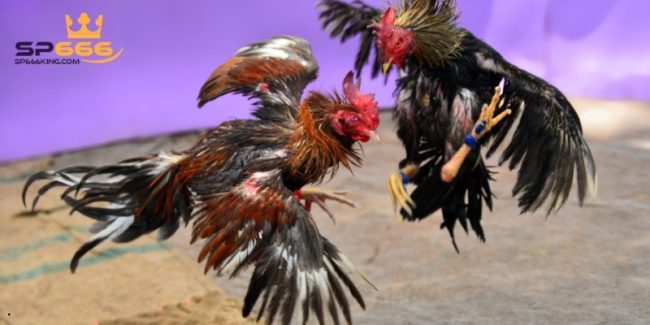 Đá Gà Trực Tiếp C2